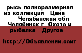 рысь полноразмерная из коллекции › Цена ­ 30 000 - Челябинская обл., Челябинск г. Охота и рыбалка » Другое   